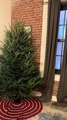 7-8' Fraser Fir