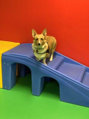 Doggie Daycare fun