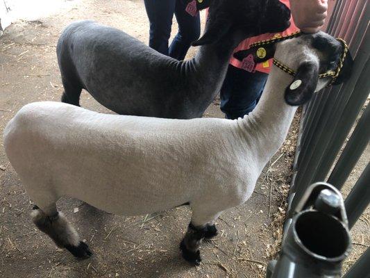 Morgan County Fair