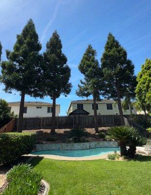 The 4 large Redwoods after the pruning.