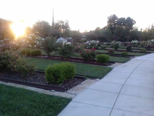 Rose garden planted between the rails that recreate the location of the old roundhouse.