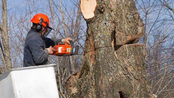 Natural Arbor Care