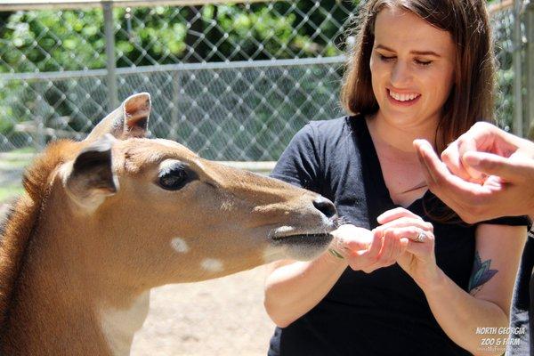 Our antelope are gentle giants!