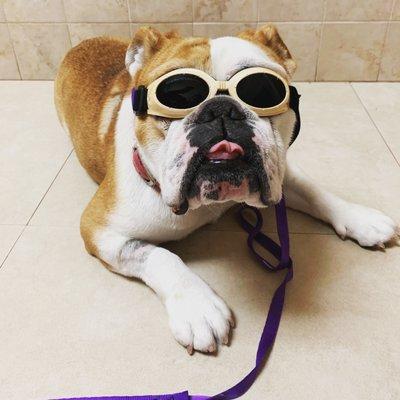 Laser therapy at Biscayne Animal Hospital