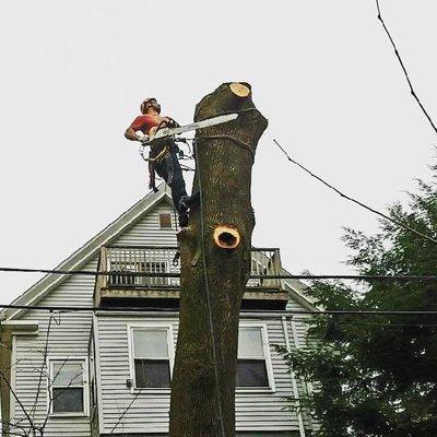 Schwan's Tree Care