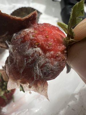 Mold on Strawberry's