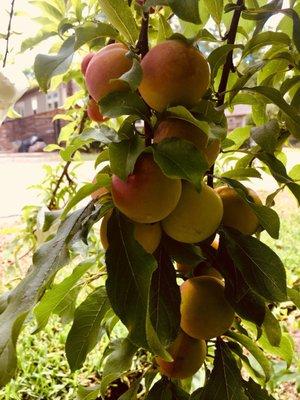 Scarlet Beauty Plums. Tree from Urban Harvest's Annual Fruit Tree Sale.