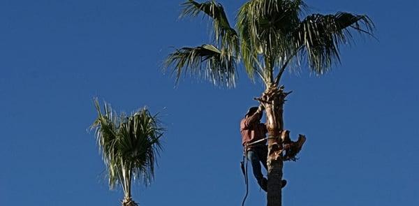 Sun Valley Tree Experts