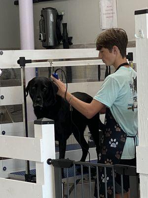 This patron learned to shave his pup.