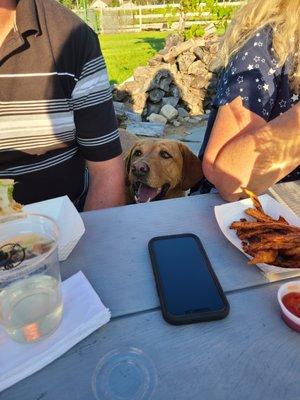 Poe, the farm dog also really wants the food