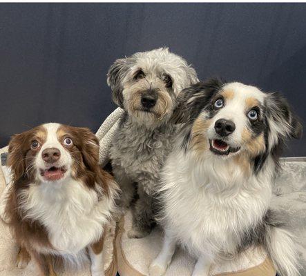 Patiently waiting for their bedtime treat