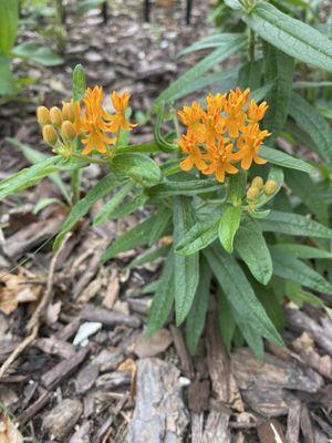 Milkweed