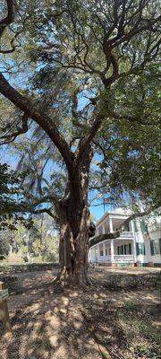 Tree and plantation