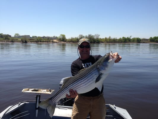 Delaware River Striped Bass while fishing with Bass Chaser's Guide Service