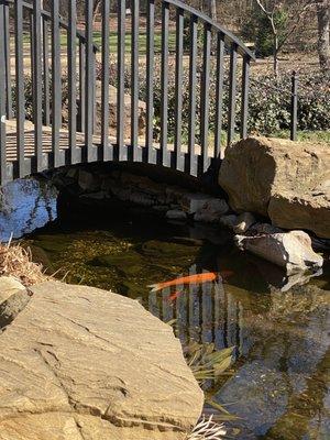 Koi pond