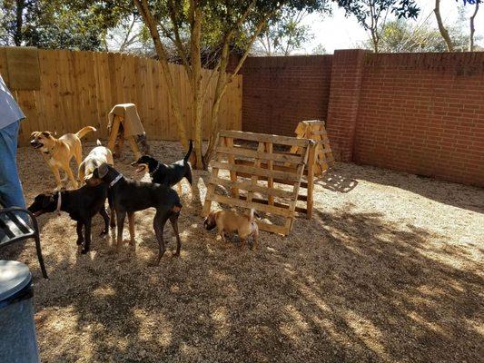 Some of the dogs waiting for clean water (slobbery water isn't very tasty). Left side of outdoor space. Very clean and open.