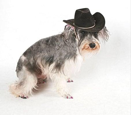 Cowgirl up and brine your pets to Loveable Pups.