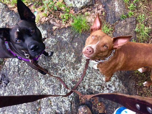 Juliet and Dixie, both Canine Case Squad alumni!