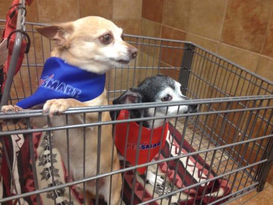 Oreo has a hard time getting around so I brought them in with a cart and a blanket in it.  Nobody seemed to mind, that was nice!