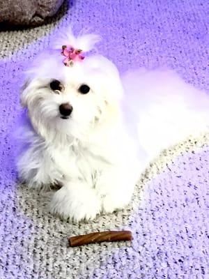 This is my Maltipoo.