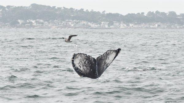 Apparently flukes have characteristics that make them unique to individual whales. Who knew?