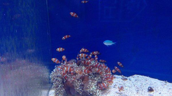 Clowns in their anemone.