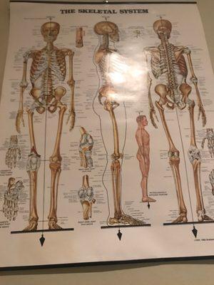 Understanding your skeletal system