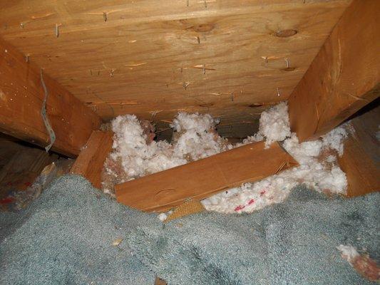 Rats in attic