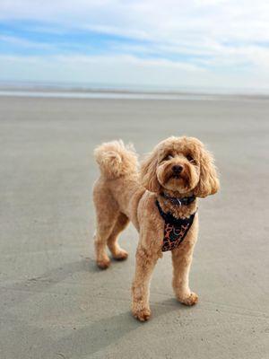 Outstanding Goldendoodle Grooming