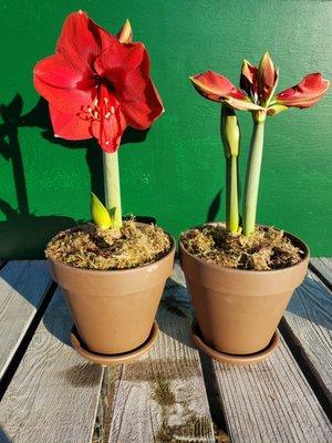 Potted Amaryllis