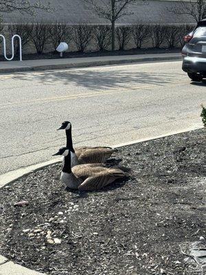 This poor geese couple had their babies stolen and destroyed yesterday....