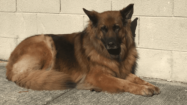 Roxy, the shop dog, she is very friendly.