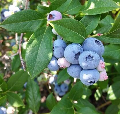 Blue Sky Berry Farm