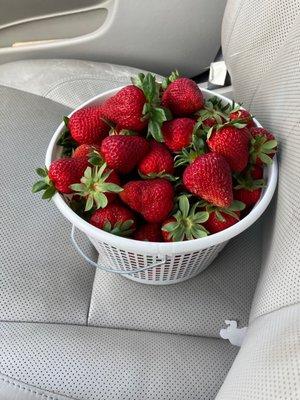 Strawberries