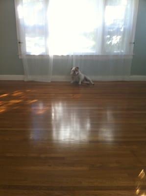 Hardwood Floors Plus More