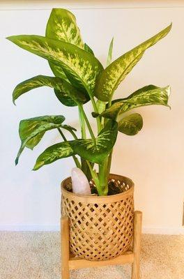 Finally found a "boho" planter for my Dieffenbachia. She's a happy plant now!