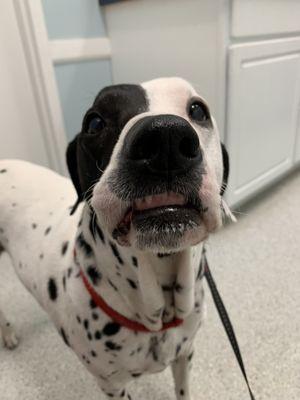 Malachi my Dalmatian dog at green cove animal Hosptial