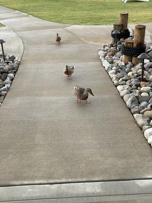 The ducks come right up to you looking for a snack!