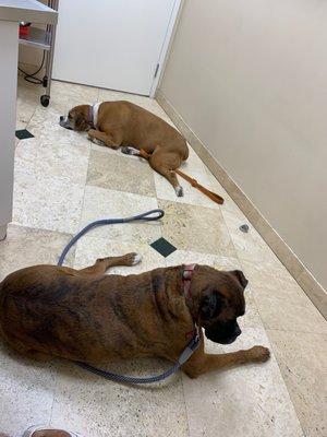 Ouzo and Nala waiting in the rooms for Dr. Hoffman