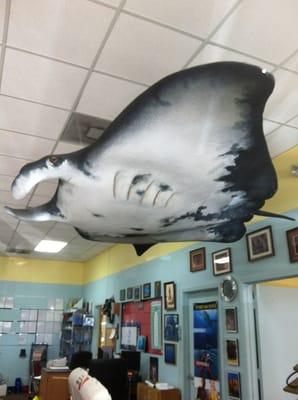 Large manta ray