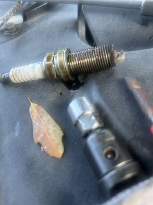 oily spark plug