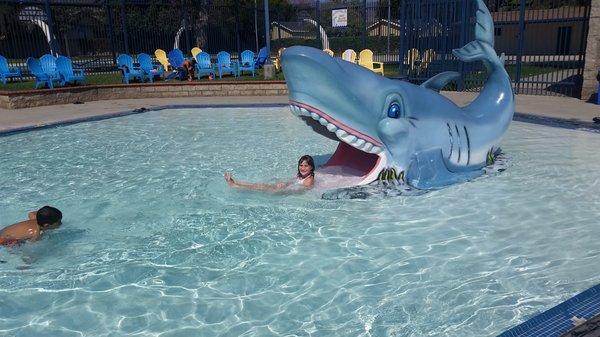 The shark at the kiddie pool.