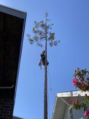 Emerald Tree Service