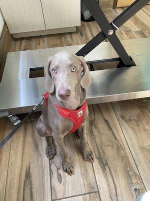 @kalinatheweimaraner