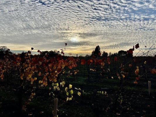 View of the vineyard