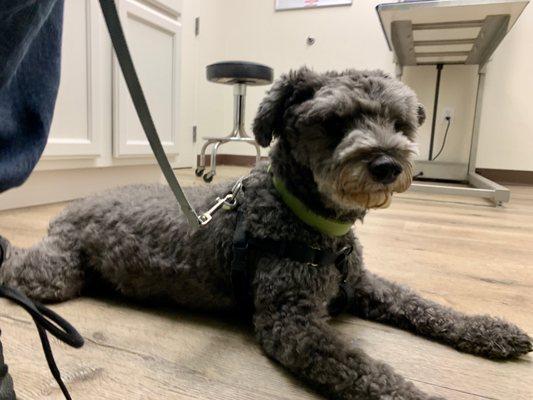 Myles being a good boy at the vet.