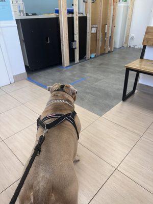 My dog waiting to be seen (the front reception was under construction but didn't bother us at all!)