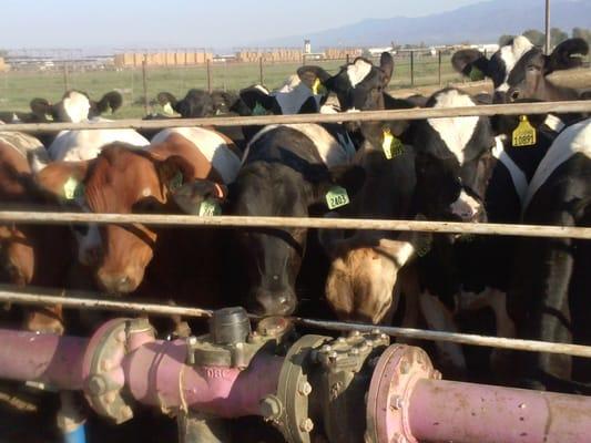 Utility water line so close to the cows...Joey thats our line...