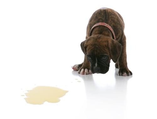 Pet urine is highly concentrated and it goes quickly to the padding beneath your carpet. Acting fast is key!