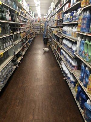 Grocery store cat